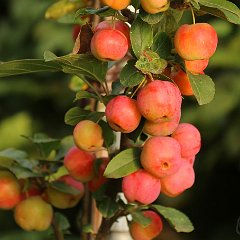 Malus Red Sentinel_2014_09_15_2442detail