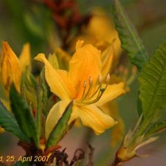Rhododendron luteum_2007-04-25_7247