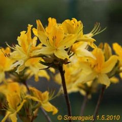Rhododendron luteum_2010-05-01_0807