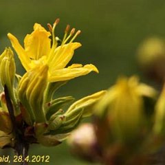 Rhododendron luteum_2012-04-28_7694