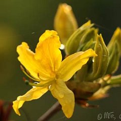 Rhododendron luteum_2013-05-06_1939