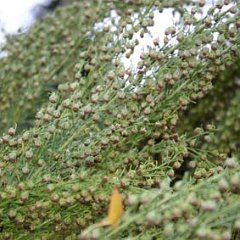 Artemisia alba_2006-11-23_6649