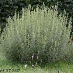 Artemisia alba_2007-07-03_8639