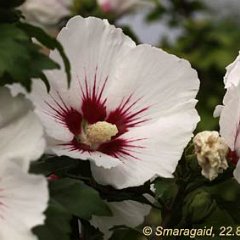 Hibiscus-Rot-Weiss_2010-08-22_2367