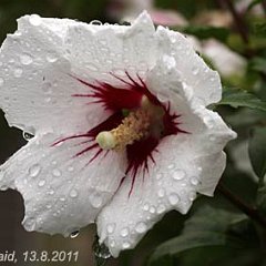 Hibiscus-weiss-rot_2011-08-13_5349