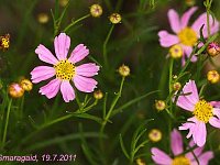 Coreopsis rosea-American-Dream_2011-07-19_4862