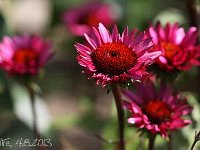 Echinacea Fatal Attraction_2013-08-04_3398
