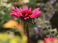 Echinacea Fatal Attraction_2014_07_22_1028