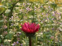 Echinacea Fatal Attraction_2014_07_22_1029