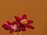 Hepatica japonica_2017_03_25_4940