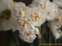 Narcissus Bridal Crown_2010-03-27_0483
