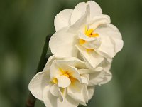 Narcissus Bridal Crown_2014-04-05_7469