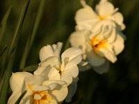 Narcissus Bridal Crown_2015_04_22_4078