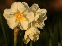 Narcissus Bridal Crown_2015_04_22_4079