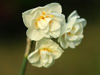 Narcissus Bridal Crown_2016_04_10_9634