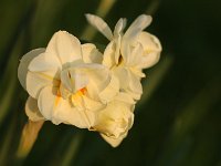 Narcissus Bridal Crown_2017_04_04_5214