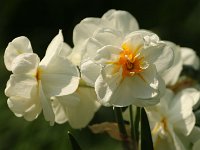 Narcissus Bridal Crown_2018_04_21_2375
