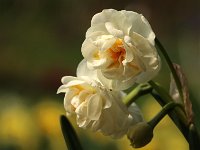 Narcissus Bridal Crown_2019_03_31_8140