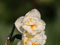 Narcissus Bridal Crown_2020_03_28_00208