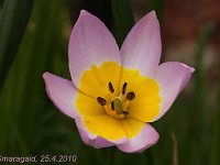 Tulipa bakeri Lilac Wonder_2010-04-25_0785