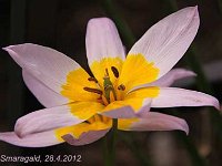 Tulipa bakeri Lilac Wonder_2012-04-28_7687
