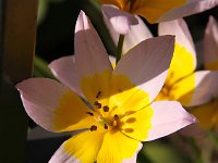 Tulipa bakeri Lilac Wonder_2014-04-17_7825