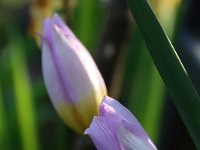 Tulipa bakeri Lilac Wonder_2020_04_12_00323