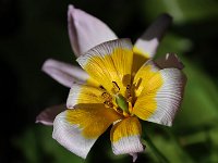 Tulipa bakeri Lilac Wonder_2020_04_23_00371