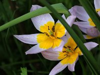 Tulipa bakkeri Lilac Wonder_2018_04_21_2382