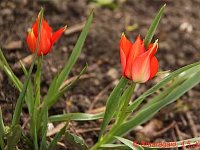 Tulipa botanisch rot_2012-05-04_7790