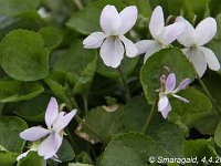 Viola Mme-Pages_2010-04-04_0513
