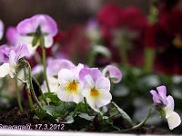 Viola cornuta_2012-03-17-bogies_7359