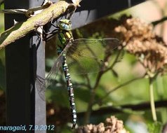 Libelle_2012-09-07_0528 Blaugrüne Mosaikjungfer