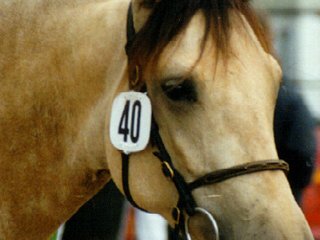 Elitestutenschau Rheinland