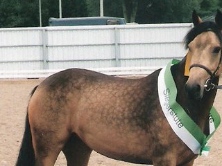 Elitestutenschau Rheinland