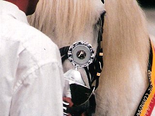 Nationale Keuring Belgien