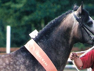Centrale Keuring Niederlande