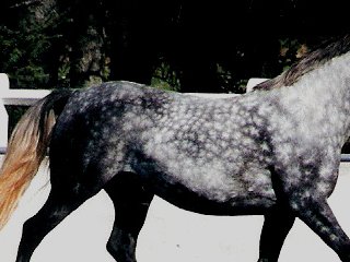 Nationale Keuring Belgien