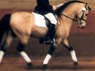 Internationale Hengstschau