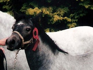 Nationale Keuring Belgien