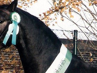 Hengstkörung Abt. B