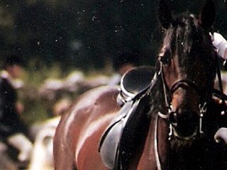 Connemara Pony Performance Show