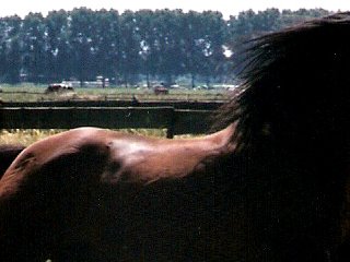 Stoeterij de Leliaard