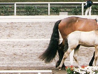 Fohlenschau Wickrath