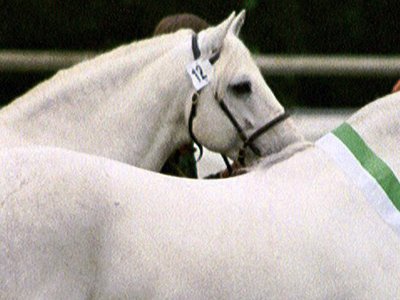 Nationale Keuring Belgien