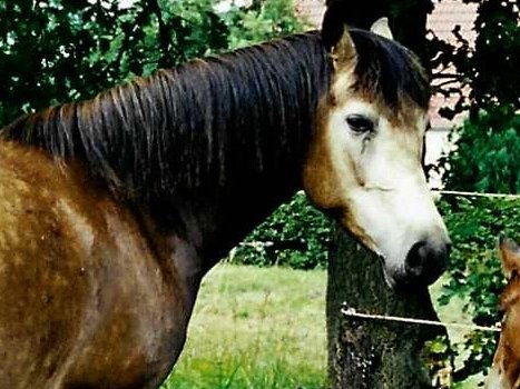 Hohnhorst Connemaras