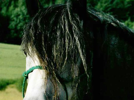 Regionalgruppe Mitte