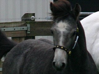 Centrale Keuring Niederlande