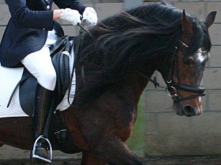 Hengstkeuring Niederlande