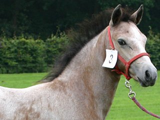 Centrale Keuring Niederlande
